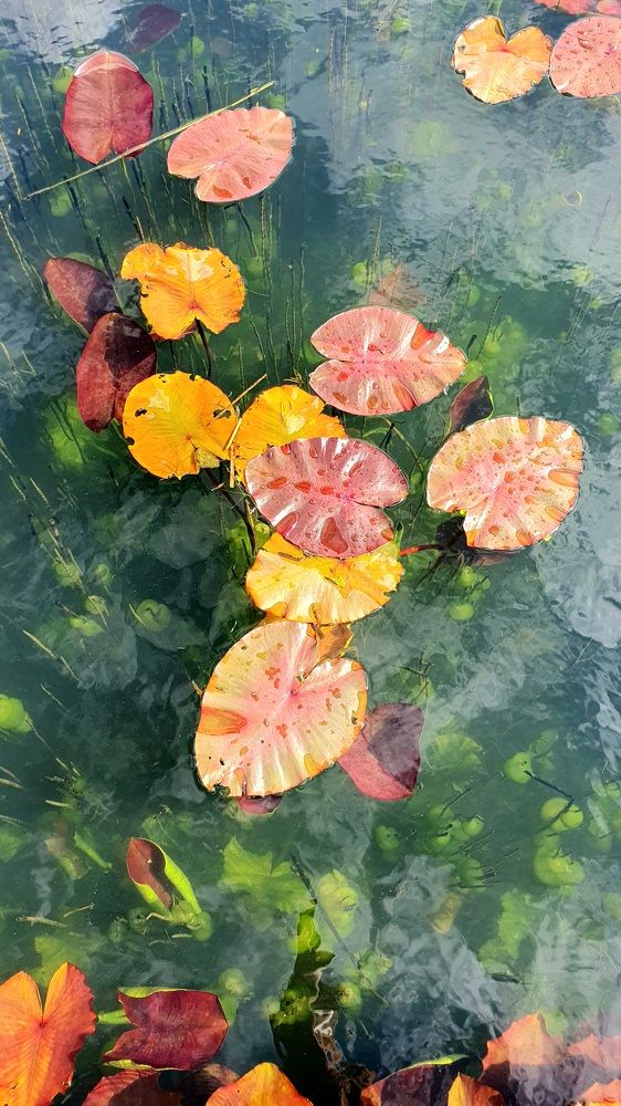 Photograph by Евгений Цапенко