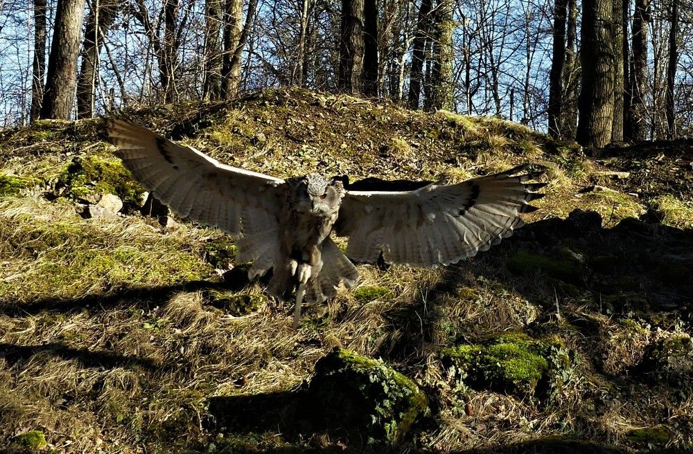 Ночной охотник