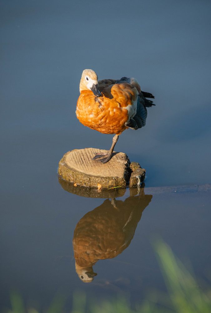 Photograph by Дмитрий Косачев