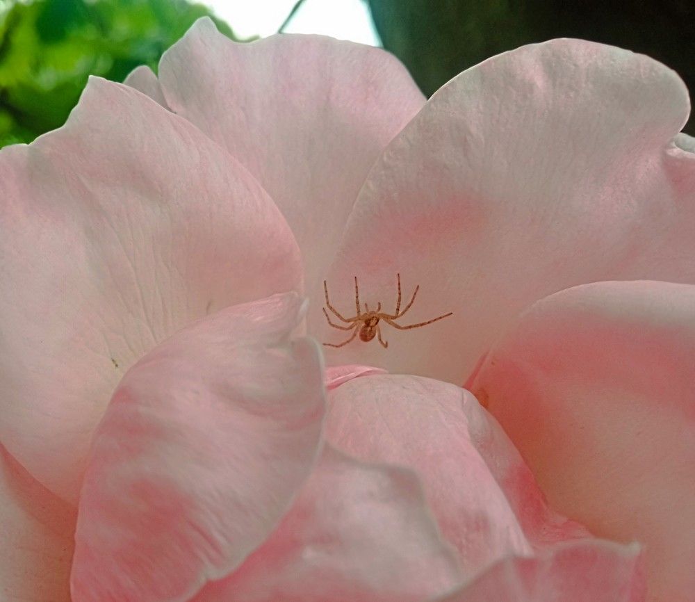 Pink spider.
