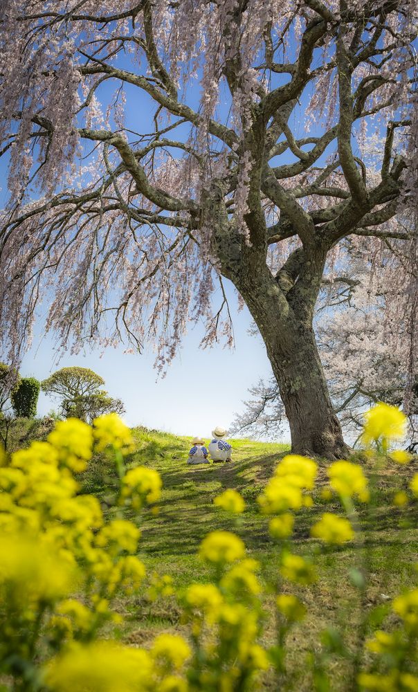 Spring Story of My Sons