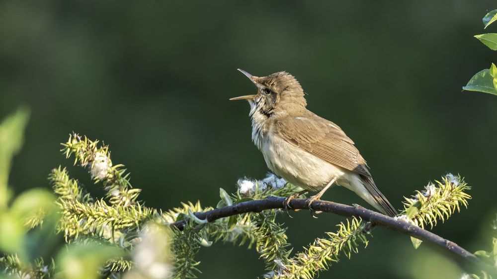 Photograph by Олег Колмаков