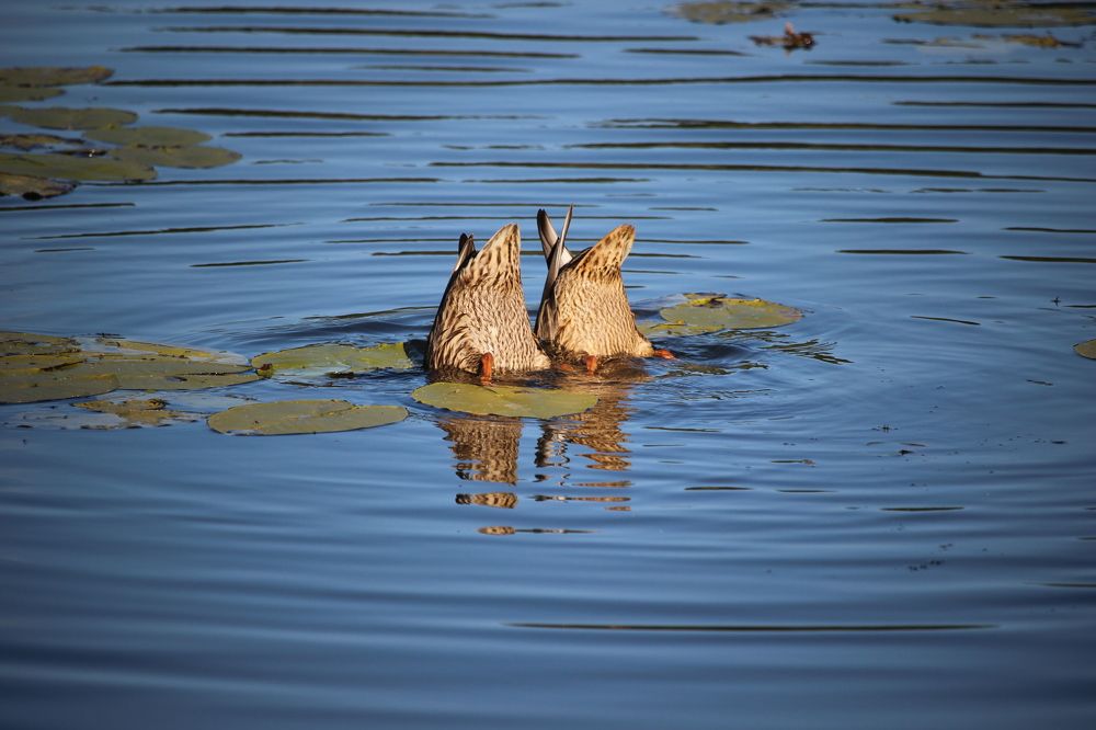 Photograph by Галина Мазур