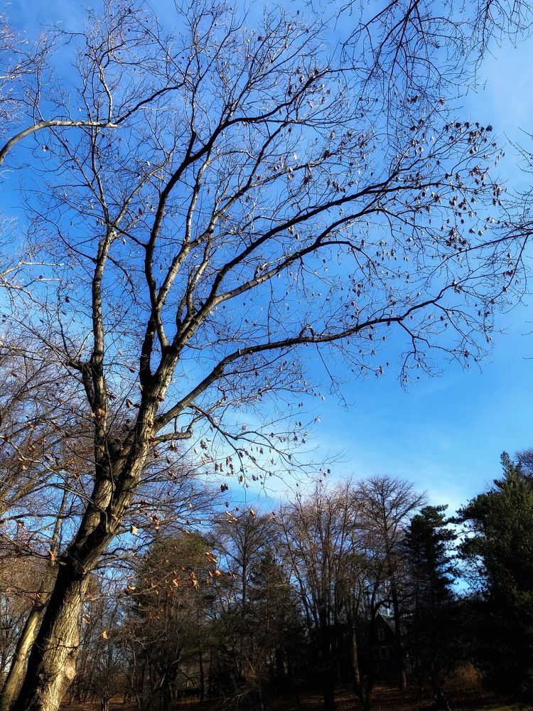 Photograph by Susie Castellano