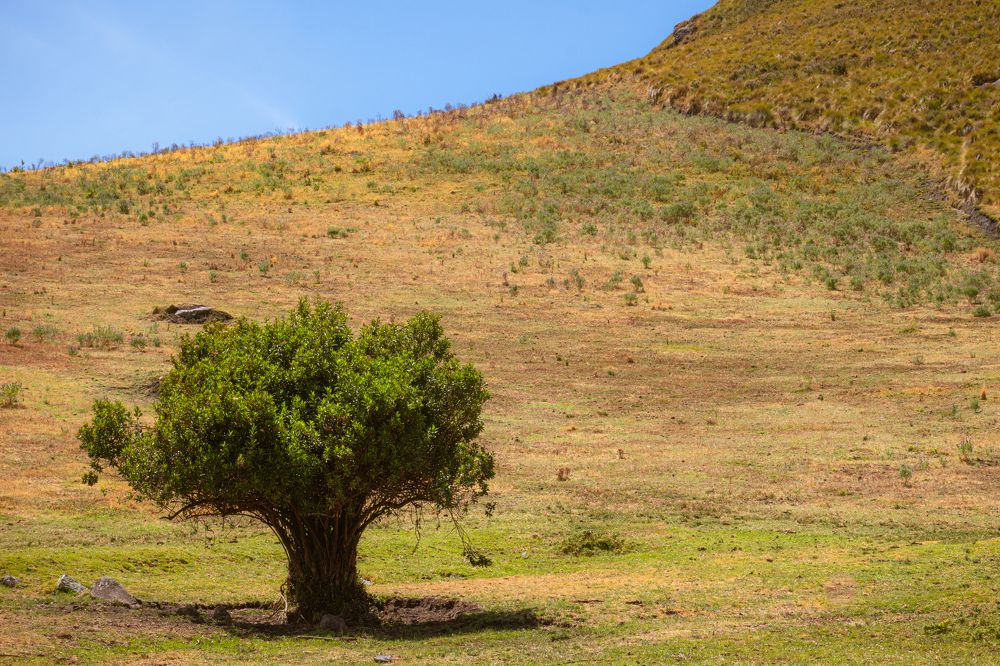 Photograph by Susie Castellano