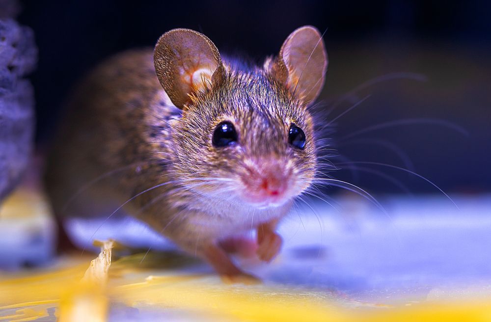 Фотография автора SAJJAD MAHMOOD