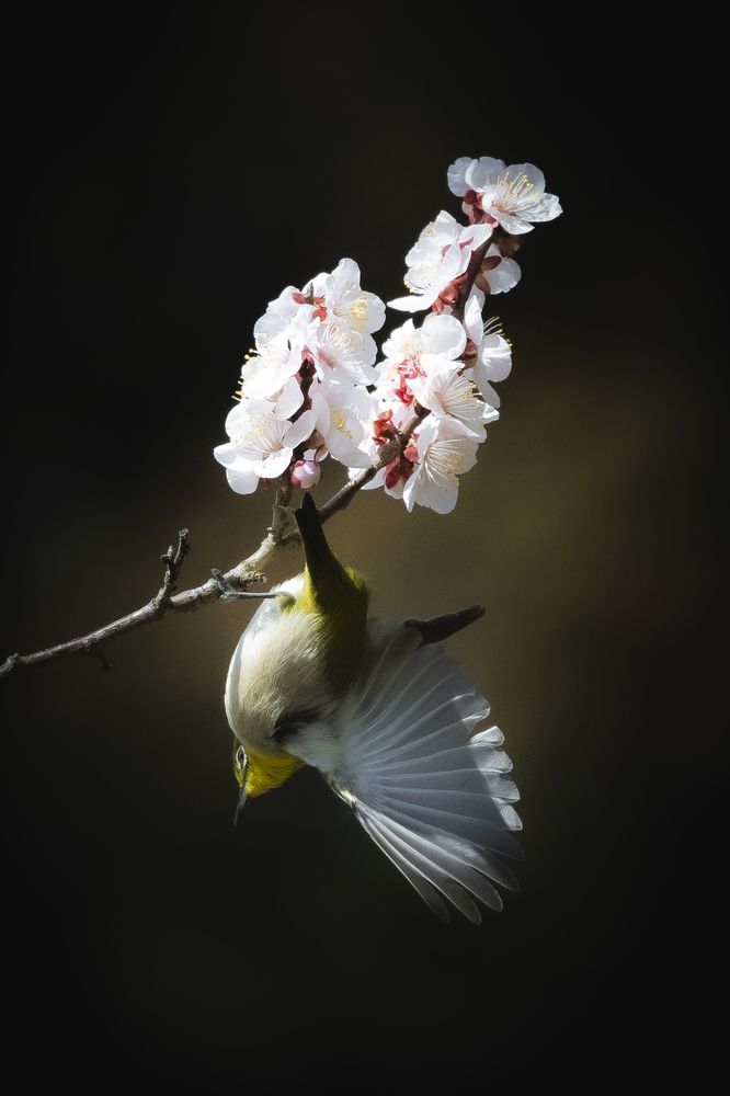 Photograph by photo_booooy