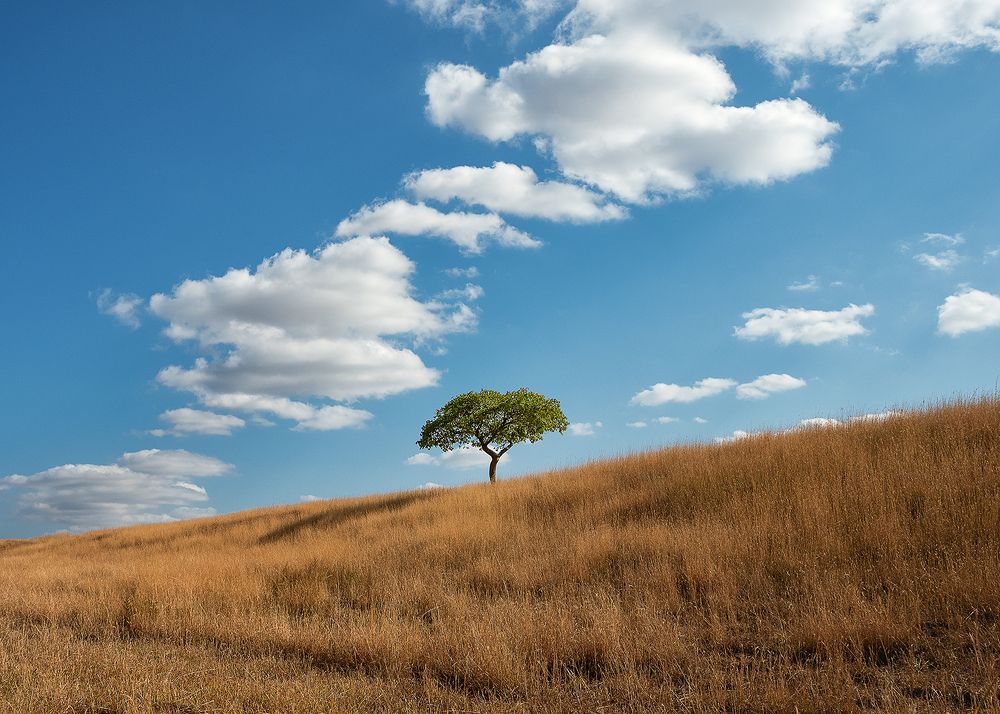 Photograph by PAPKIAURI TORNIKE