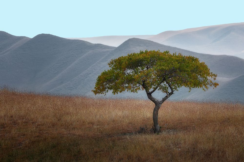 Photograph by PAPKIAURI TORNIKE
