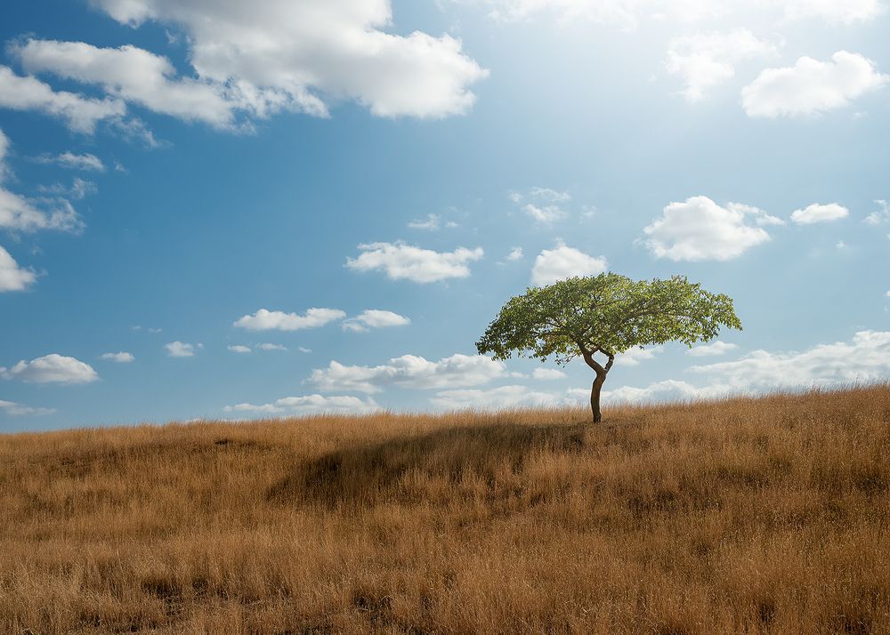 Photograph by PAPKIAURI TORNIKE