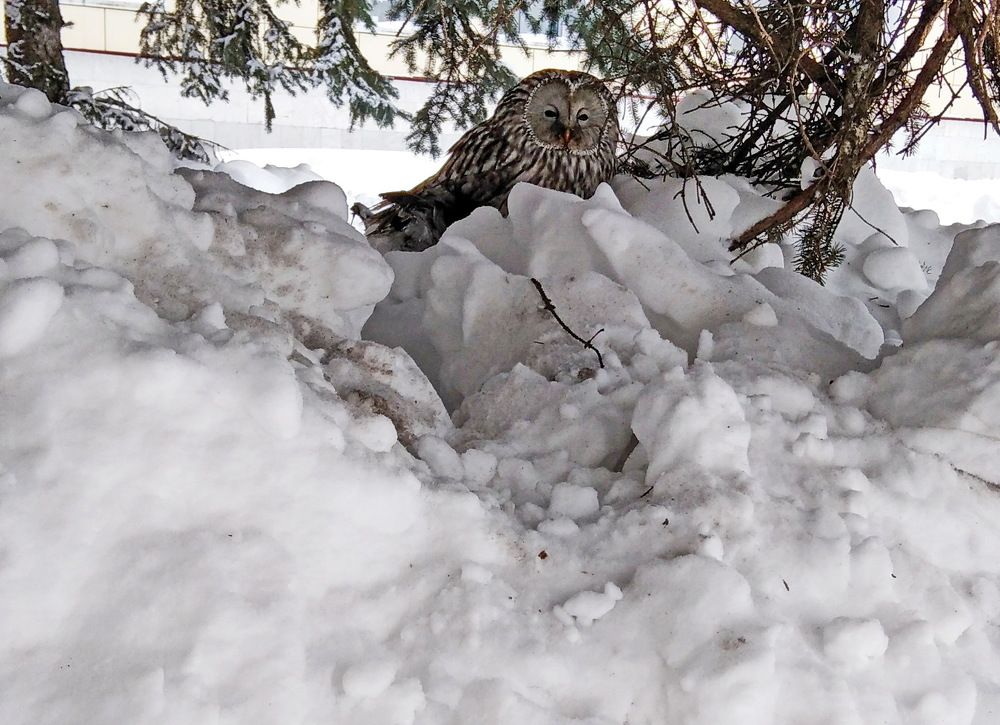 Photograph by Игорь Пшеничников