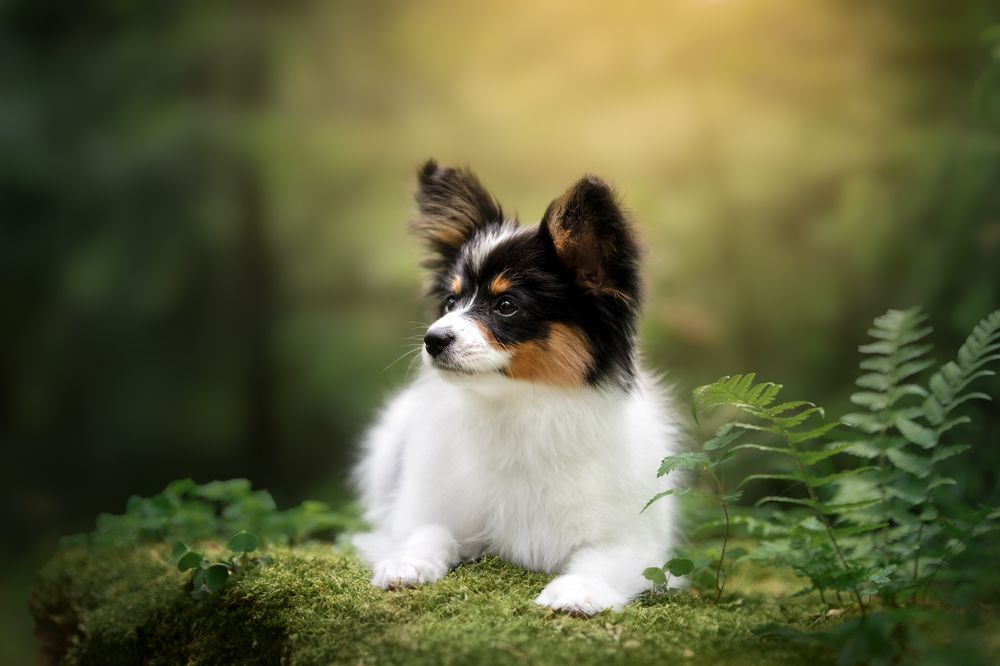 Photograph by Darja Damer