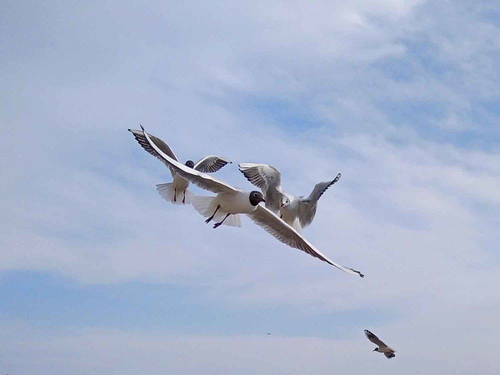 Photograph by Игорь Пшеничников