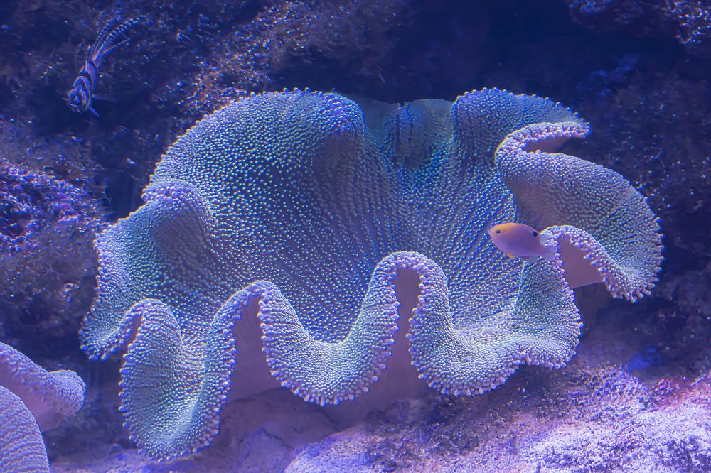 Photograph by Екатерина Бурикова