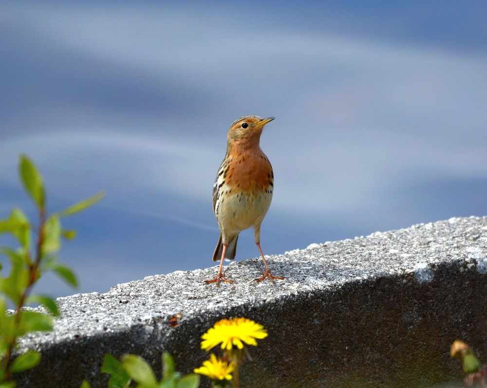 Краснозобый конёк.