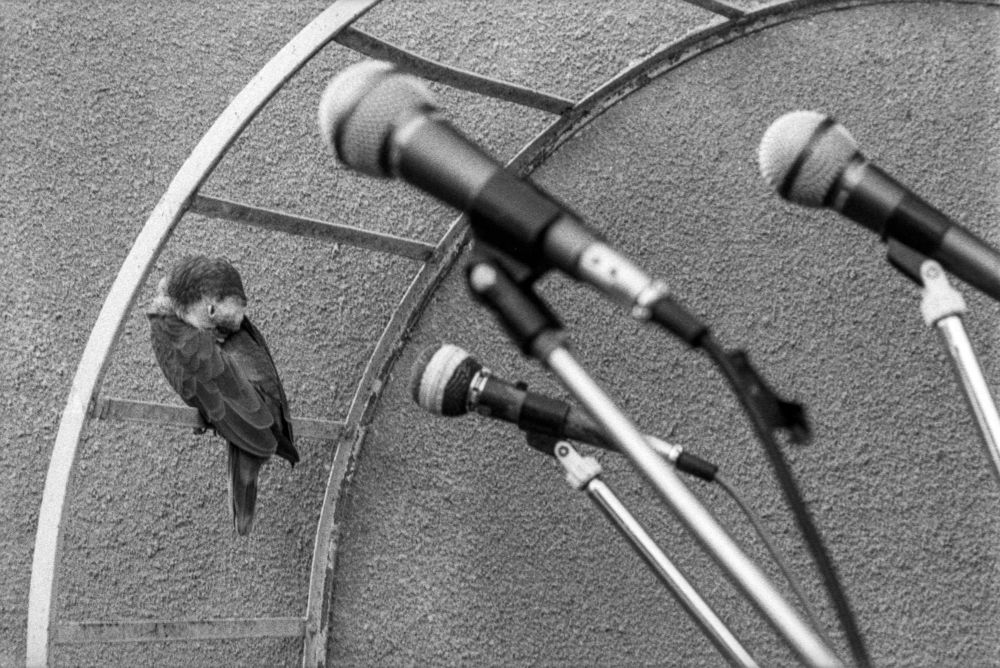 Photograph by gustavo gatto