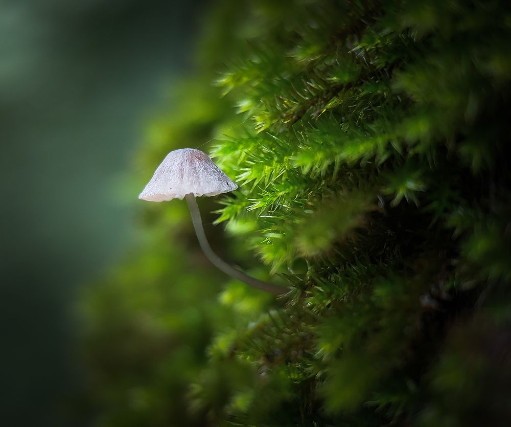 Photograph by Mohammad reza Falah