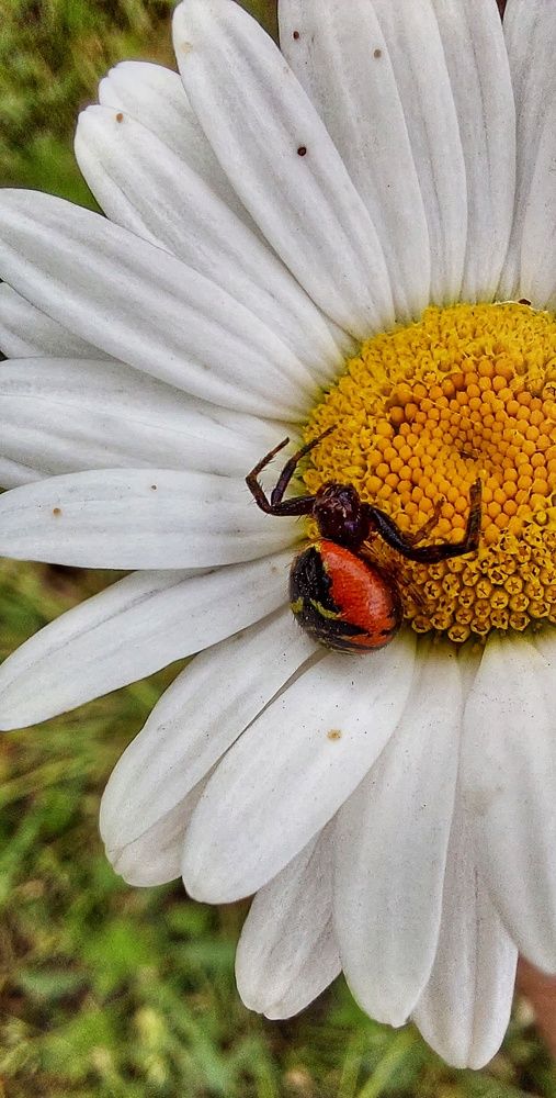 Photograph by Марина Жарикова
