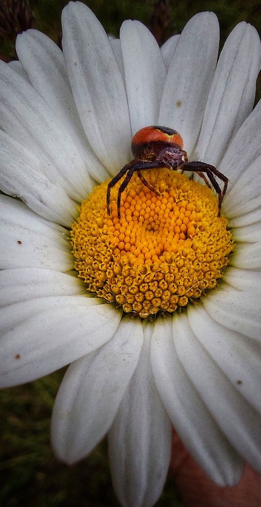 Photograph by Марина Жарикова