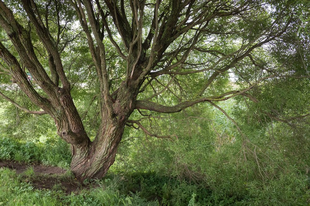 Photograph by Виктория Горельченко