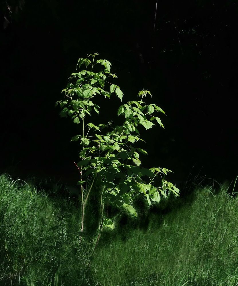 Photograph by Нина