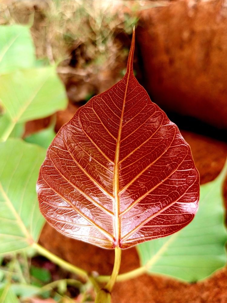 Photograph by Rahul Raman