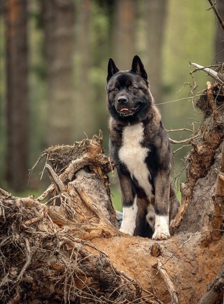 Photograph by Милана Бабченко