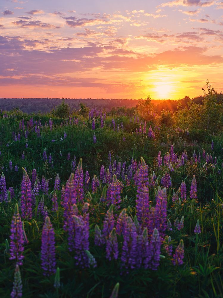 Photograph by Дыбов Дмитрий