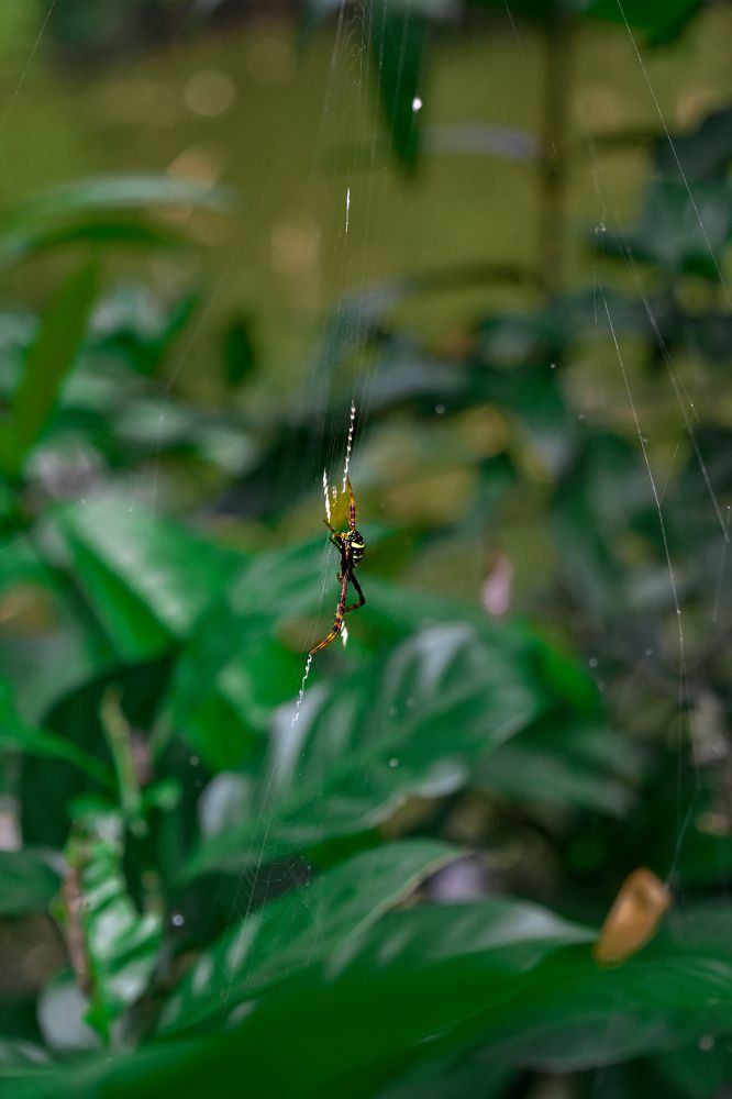 Фотография автора Emon Dey