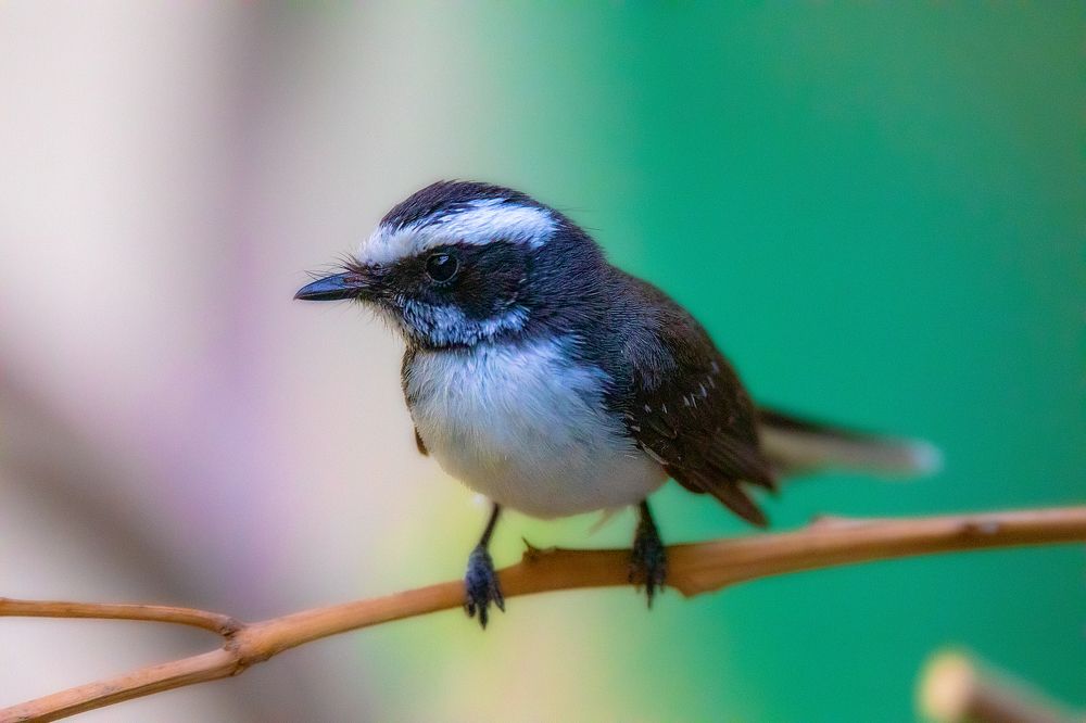 Фотография автора SAJJAD MAHMOOD