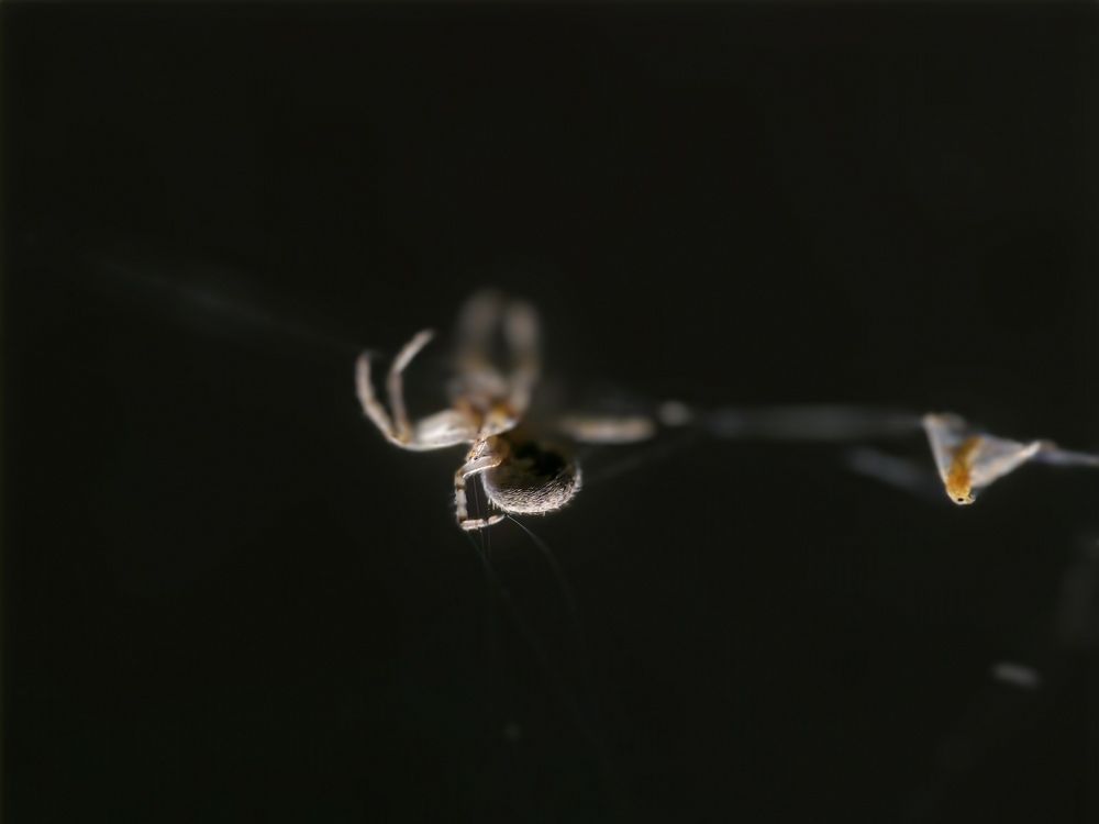 Фотография автора Olga Shchetinina