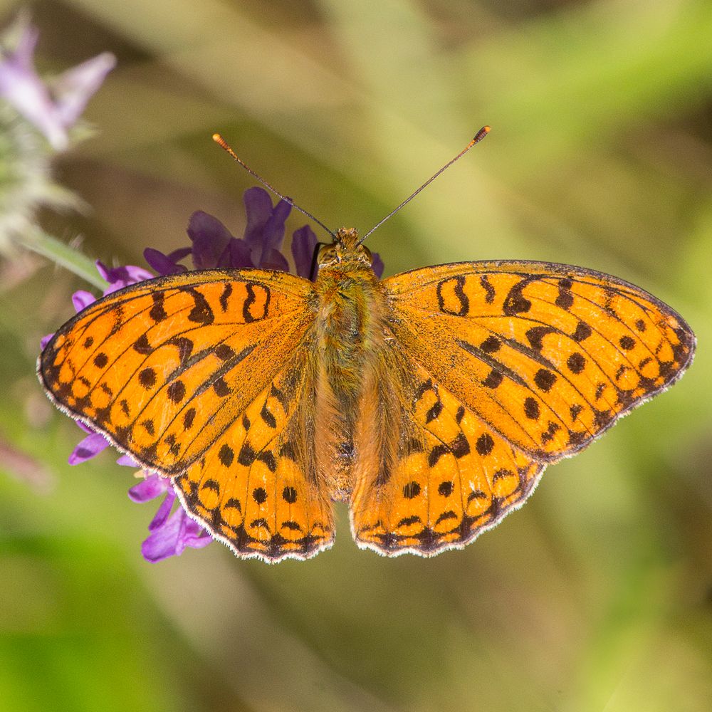 Фотография автора Борис Журавлёв