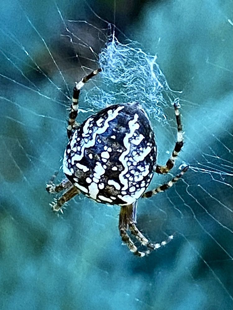 Фотография автора ГУЗАЛИЯ ГАНИЕВА