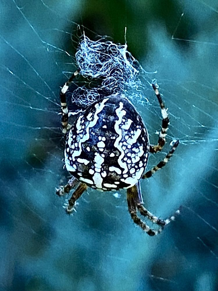 Фотография автора ГУЗАЛИЯ ГАНИЕВА