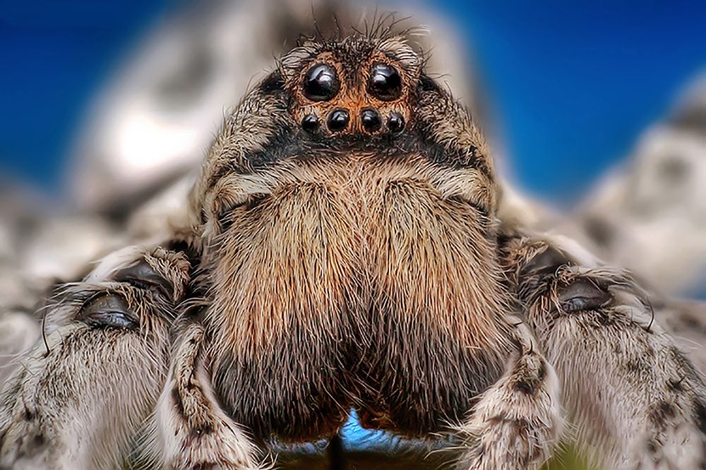 Photograph by Omid Mirshamsi