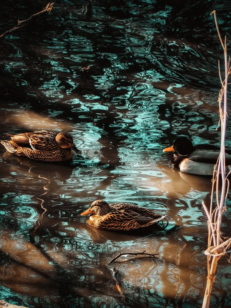 Photograph by Yuliya Karpova