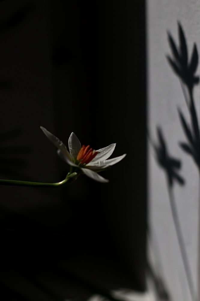 Photograph by Райхерт Вероника