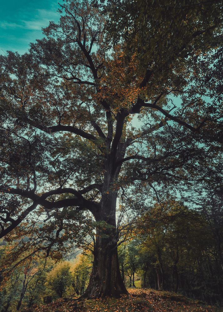 Фотография автора farshad shahani