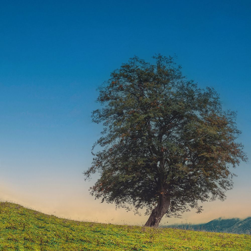 Фотография автора farshad shahani