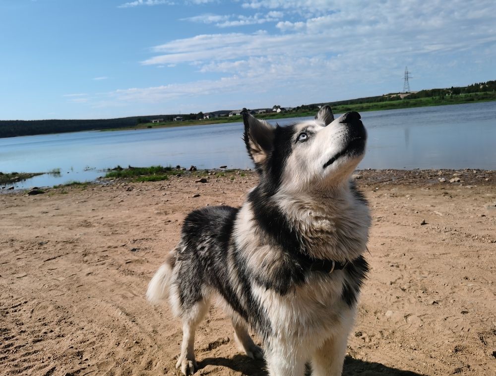 Наблюдательный пост