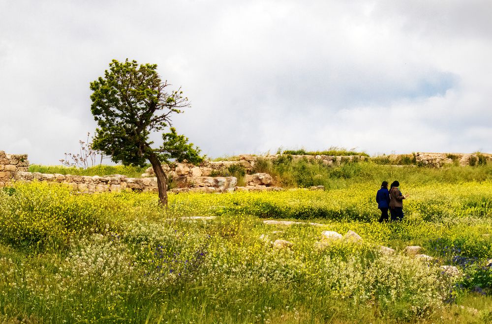 Photograph by Ali Abu Ras