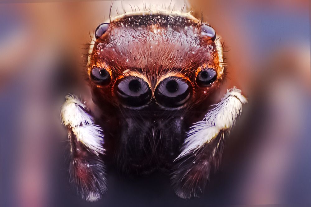 Jumping spider