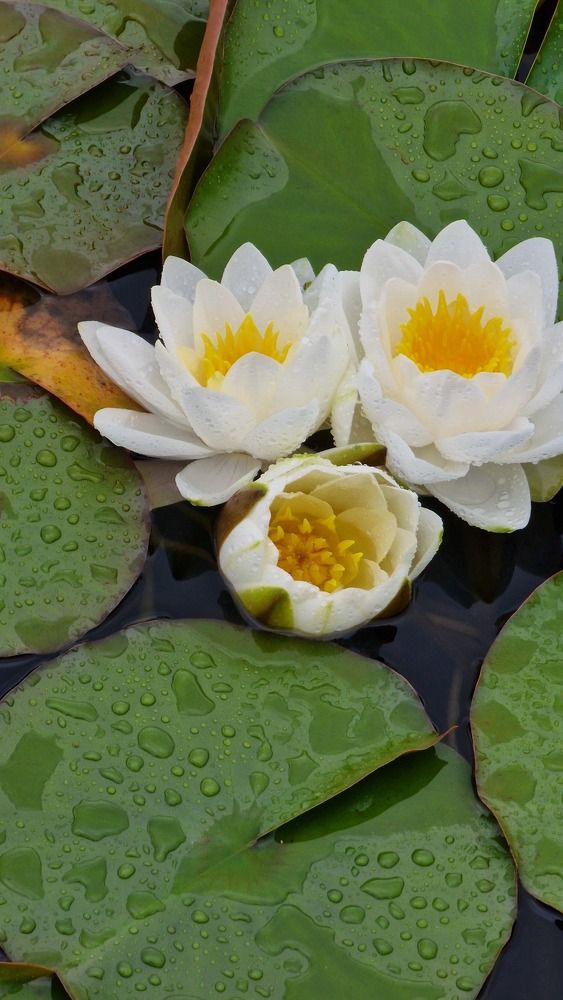 Фотография автора Олеся Богер