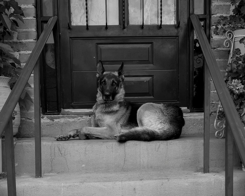 El Guardián Silencioso