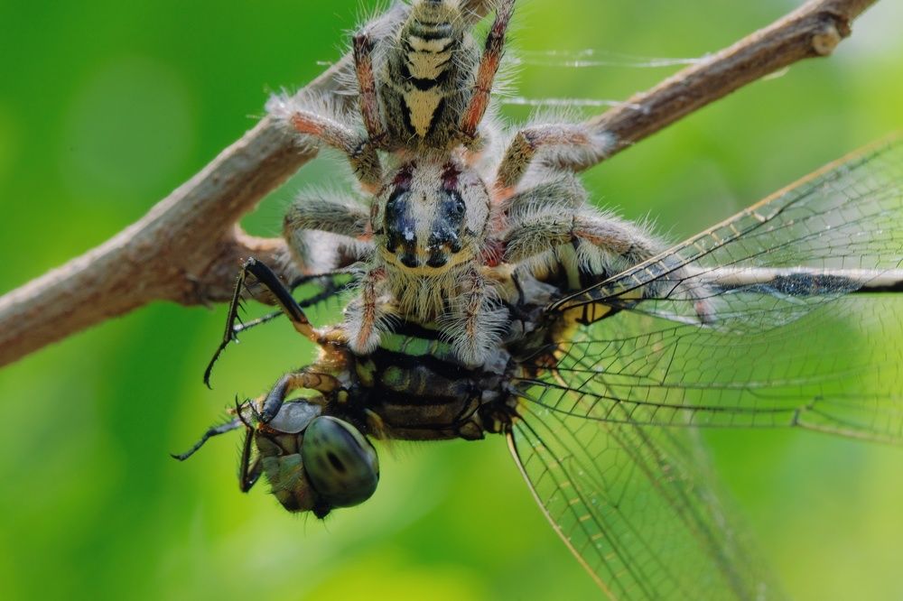 Photograph by catur handoko