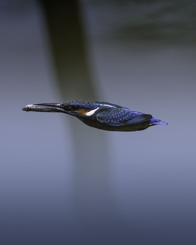 Photograph by Madushanka Dinesh