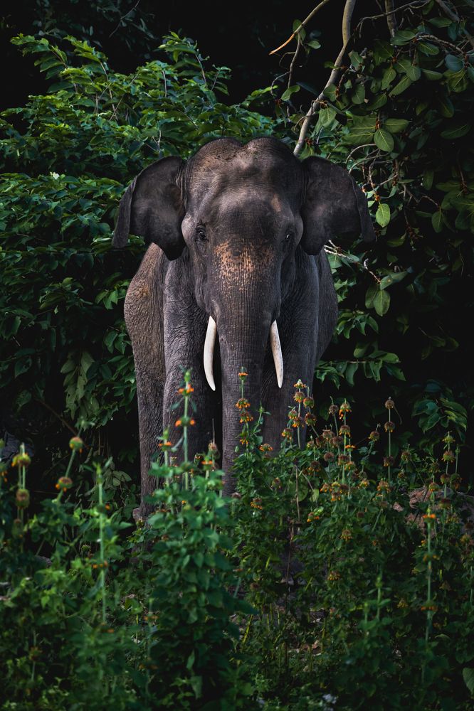 Photograph by Ahamed Jazif