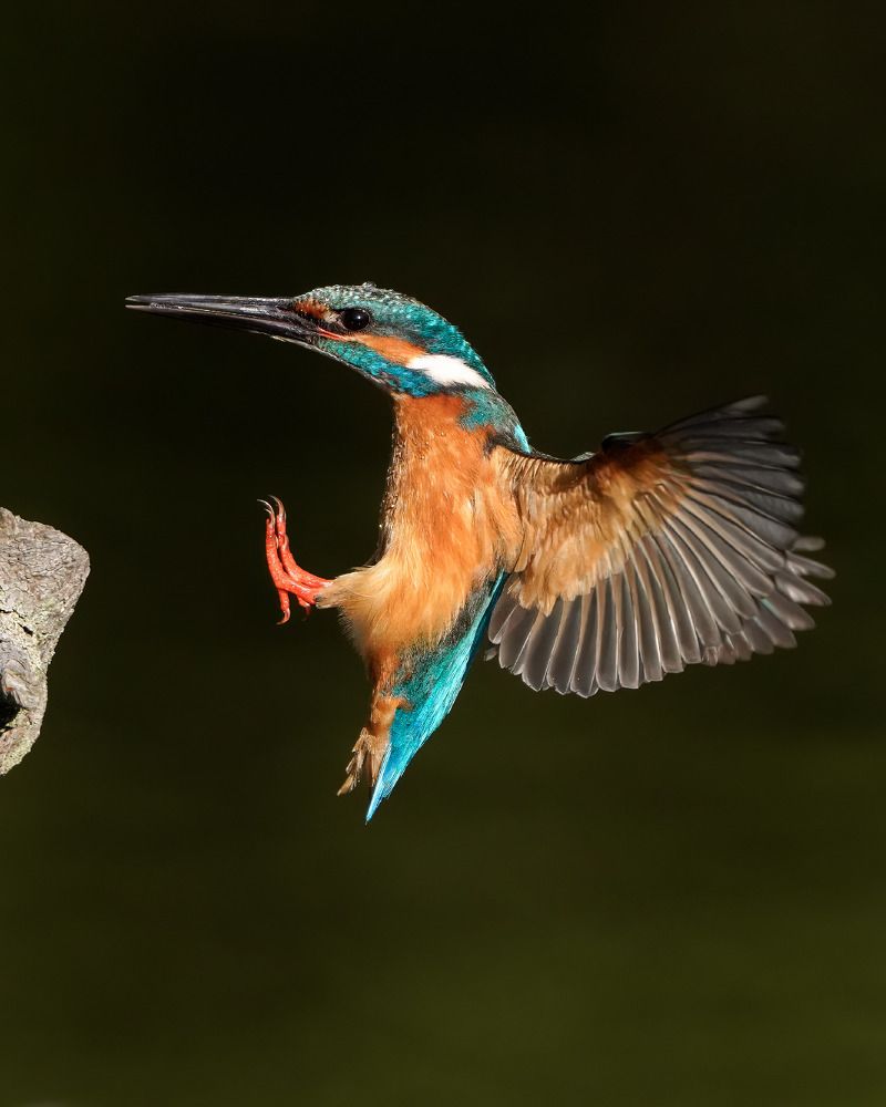 Beauty and grace of the kingfisher