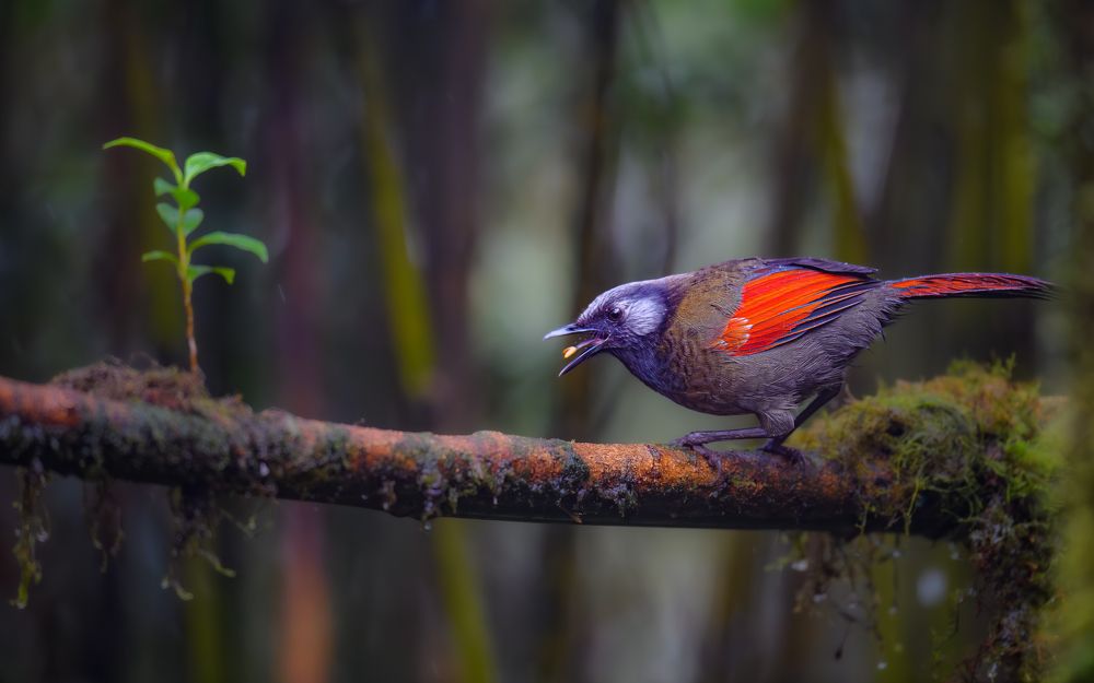 Photograph by Le Vu Long