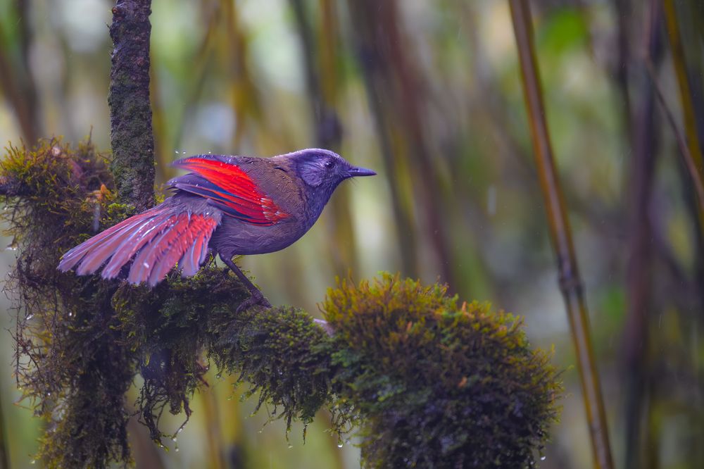 Photograph by Le Vu Long